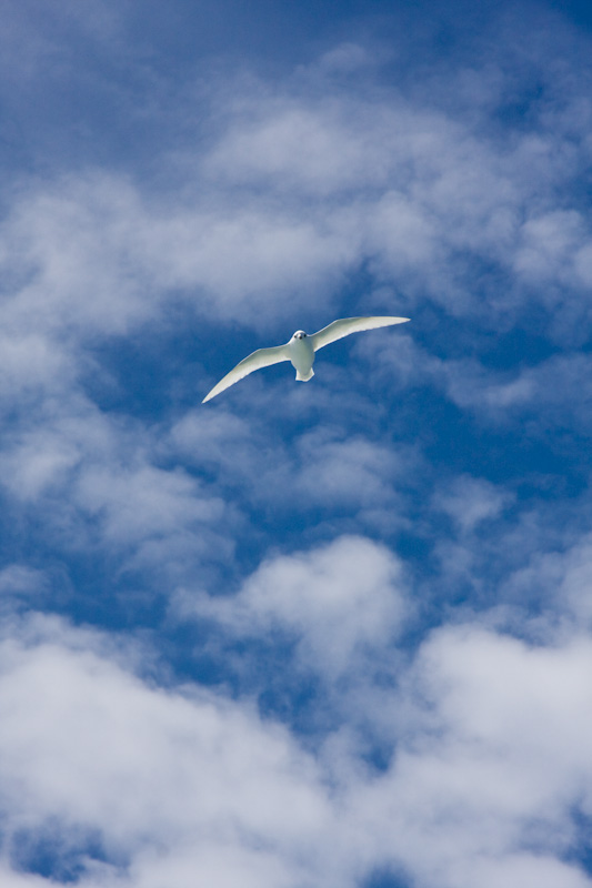 Snow Petrel In Flight